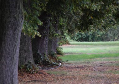 Düşen dalları olan manzara alanı 