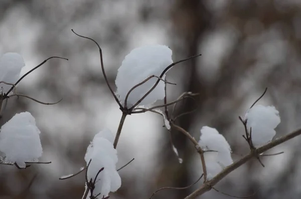 Neve Congelada Cria Uma Aparência Semelhante Algodão — Fotografia de Stock