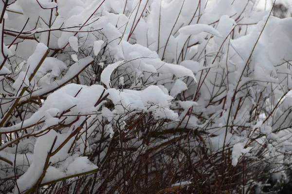 Zamarznięty Śnieg Bardzo Waży Krzewach — Zdjęcie stockowe