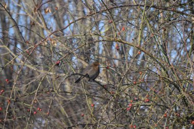 Karatavuk kış güneşinde ısınıyor.