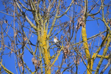 Bir tarla kuşu ağaçta kabarık durur.