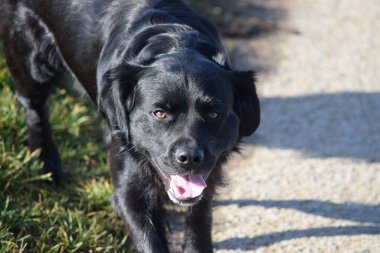 Siyah kısa saçlı bir av köpeği Güneş 'e sevinir.