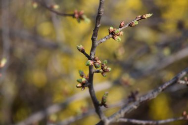 Açılmadan önce akçaağaç tomurcukları