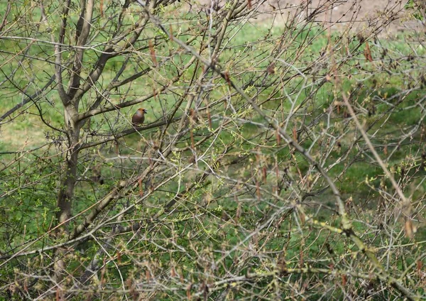 Ένας Hawfinch Κάθεται Τραγουδώντας Στους Θάμνους — Φωτογραφία Αρχείου