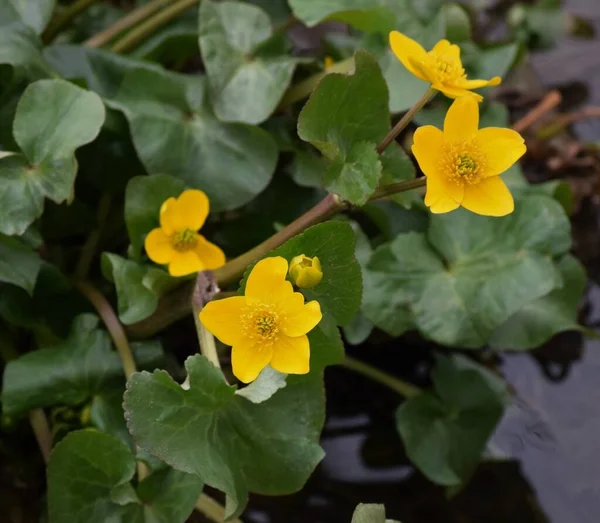 Marsh Ringblomma Direkt Bäck — Stockfoto