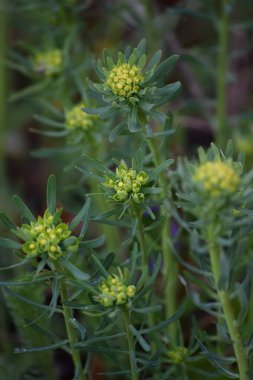 Ağaçlık bir alanda selvi otu