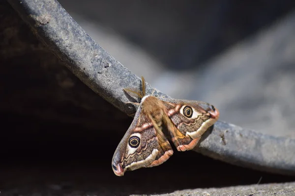 Falena Imperatore Sul Bordo Barile Plastica — Foto Stock