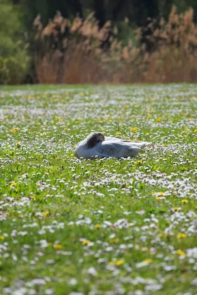 Goose Sleeps Daisies — Stock Photo, Image