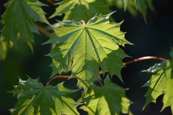 Akşam güneşinde Norveç akçaağaç yaprağı
