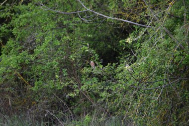 Genç bir Linnet çifti 