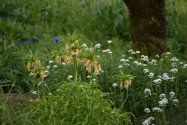 皇冠花在花园 — 图库照片