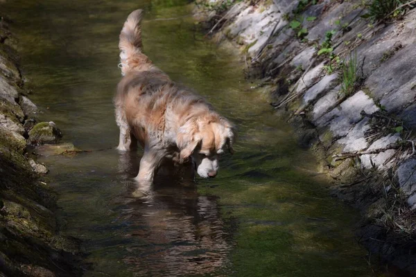 Güzel Bir Köpek Balığa Çıkar — Stok fotoğraf