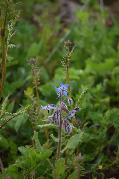 Gri Bir Kum Arısıyla Borage — Stok fotoğraf