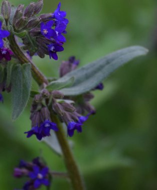 Alkanet 'in isimsiz fotoğrafı