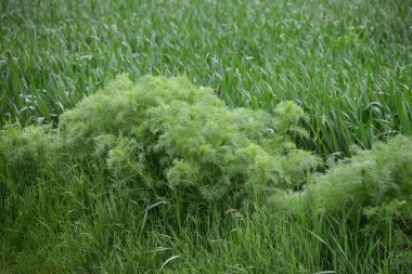 Bir Tarlanın Kıyısındaki Dereotu