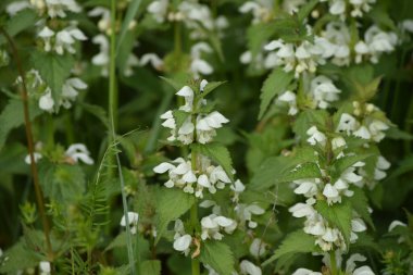 Bir çayırda birkaç beyaz ölü ısırgan otu