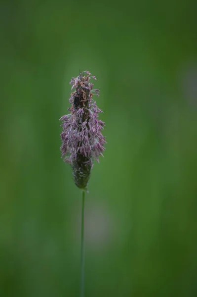 草坪吸盘上的双斑软甲虫 — 图库照片