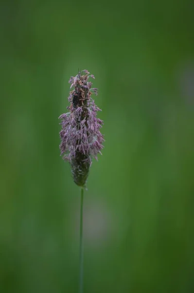 芝生の縁にある2本指の軟甲虫 — ストック写真