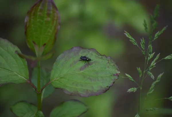 Mosca Verde Brillante Del Soldado Sienta Una Hoja —  Fotos de Stock