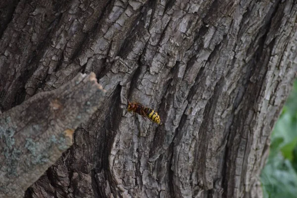 Avispón Con Presa Vuela Agujero Del Árbol — Foto de Stock