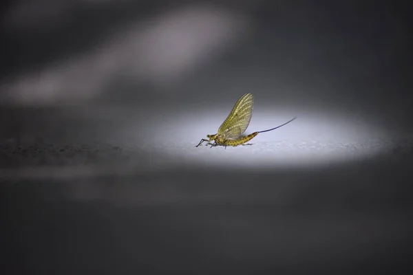 懐中電灯の光の中を飛ぶことができる — ストック写真