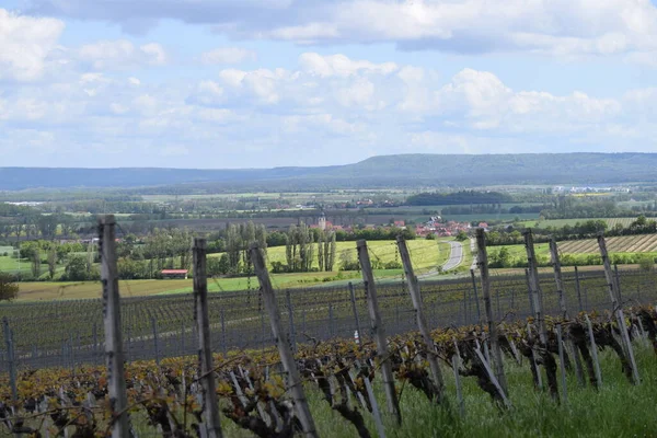 Wine Village Vineyard — Stock Photo, Image