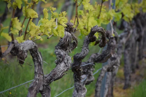 Beautiful Old Grapevines Spring — Stock Photo, Image