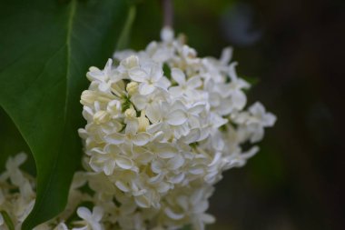 Beyaz asil leylağın çiçeği.