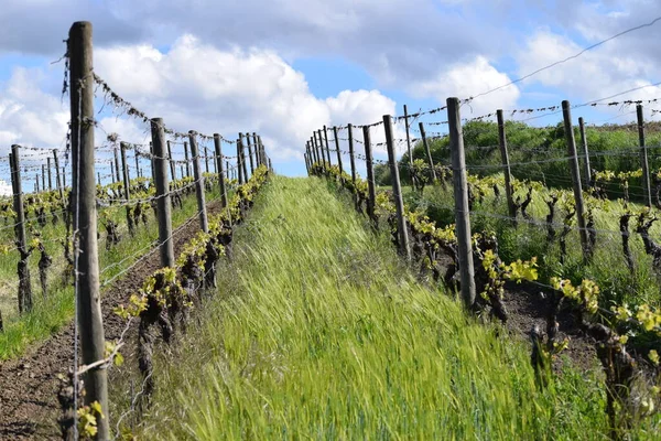 Ecological Vineyard Greening Grain — Stock Photo, Image