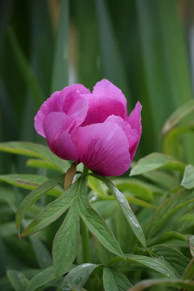 Peony Floresce Tempo Para Feriados — Fotografia de Stock