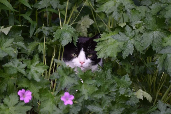 猫は太い緑に座っている — ストック写真