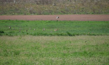 Kolonideki Mısır kazları 