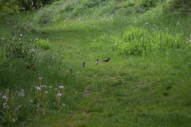 Sığırcıklar Yağmurda Avlanıyor
