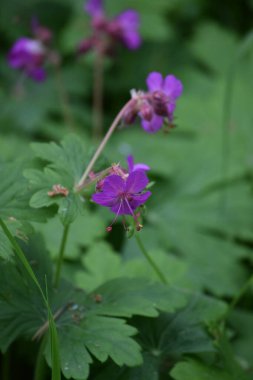 Ormanın Kıyısında Orman Turnası faturası