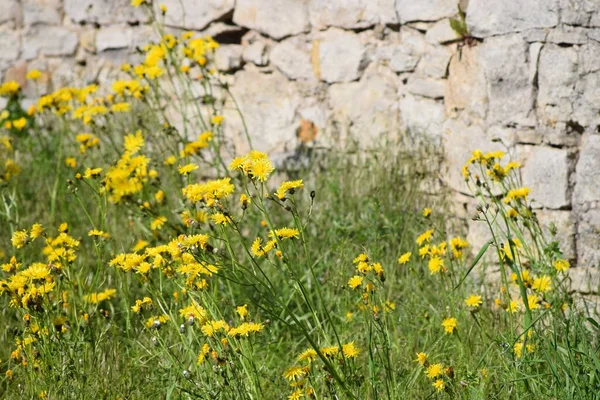 Slät Hawkweed Stadsmur — Stockfoto