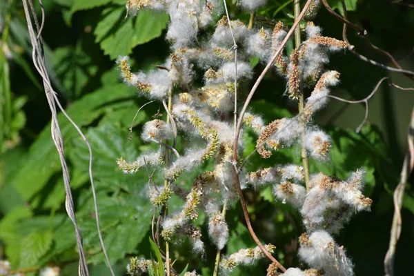 柳の花粉が柳の木にかかっている — ストック写真