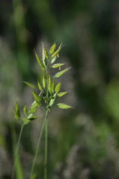 意大利Ryegrass在一个小径的边缘 — 图库照片