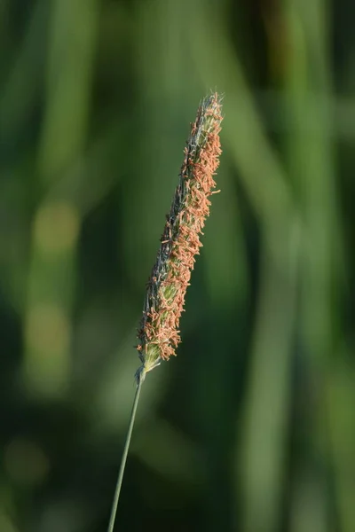 Meadow Foxtail Trawa Skraju Pola — Zdjęcie stockowe