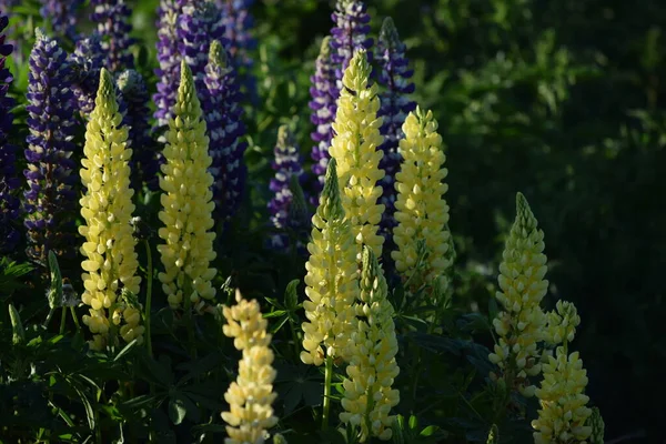 Nějaké Žluté Lupins Večerním Světle — Stock fotografie