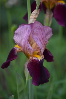 Çiçek açmış iki tonluk bir Alman zambağı.
