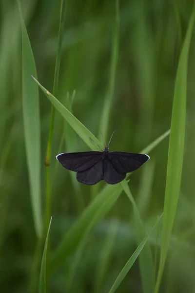 Chimenea Barrendero Mariposa Una Hoja Hierba — Foto de Stock