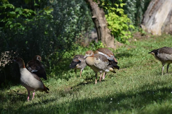 Group Young Egyptian Geese Supervision — Stok fotoğraf
