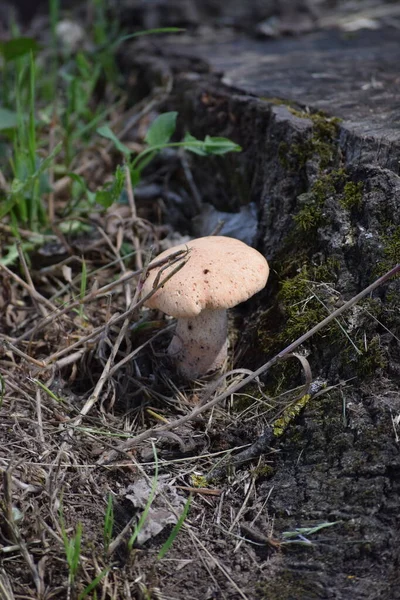Old Felty Mushroom Holes — Stock Photo, Image