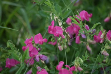 Güzel Tuber bezelyesi bir üzüm bağında