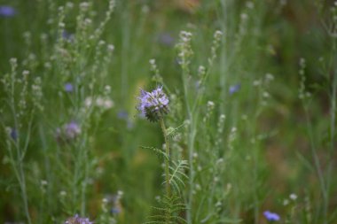 Üzüm bağında tek bir Phacelia