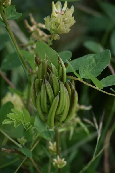 beautiful Licorice-milkvetch in a Vineyard