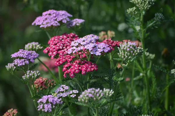 Çiçek Fidanlığında Farklı Renkte Yarrows — Stok fotoğraf