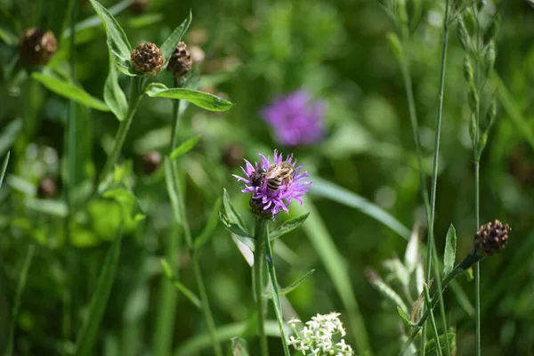 Pszczoła Cięcia Liści Pszczoła Miodna Knapweed — Zdjęcie stockowe