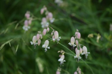 Yolun Kıyısındaki Çıngıraklı Yosun