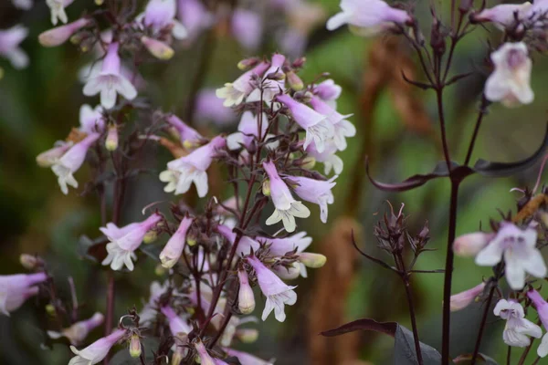 Penstemon Digitalis Ανθίζει — Φωτογραφία Αρχείου